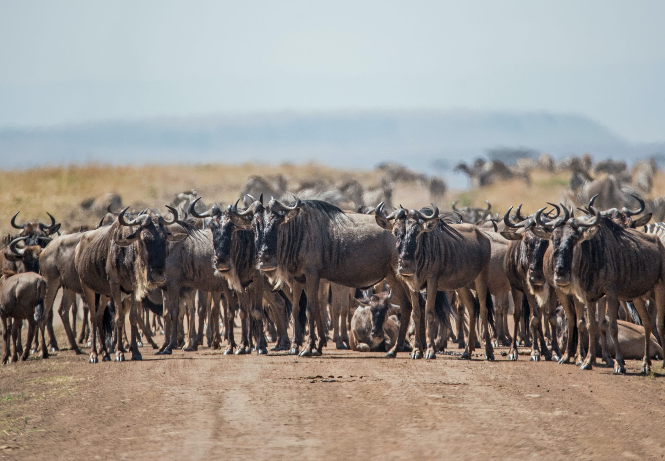 Unveiling The mystery of Masaai Mara