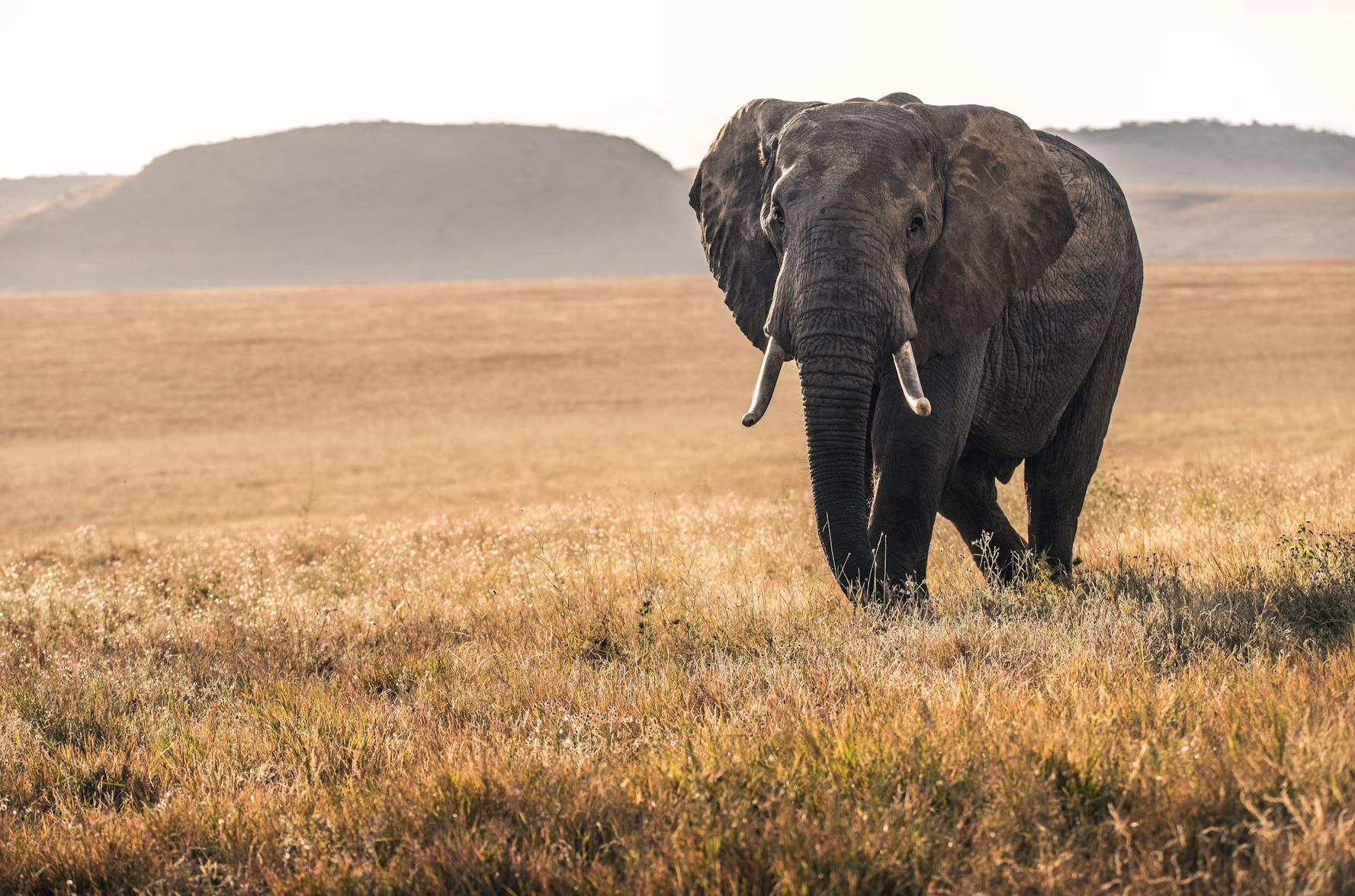 a lone elephant in the Masai Mara game reserve