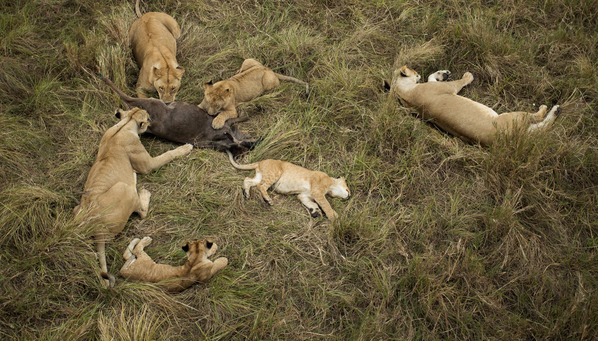 This is an overhead image of the masai mara lions feasting